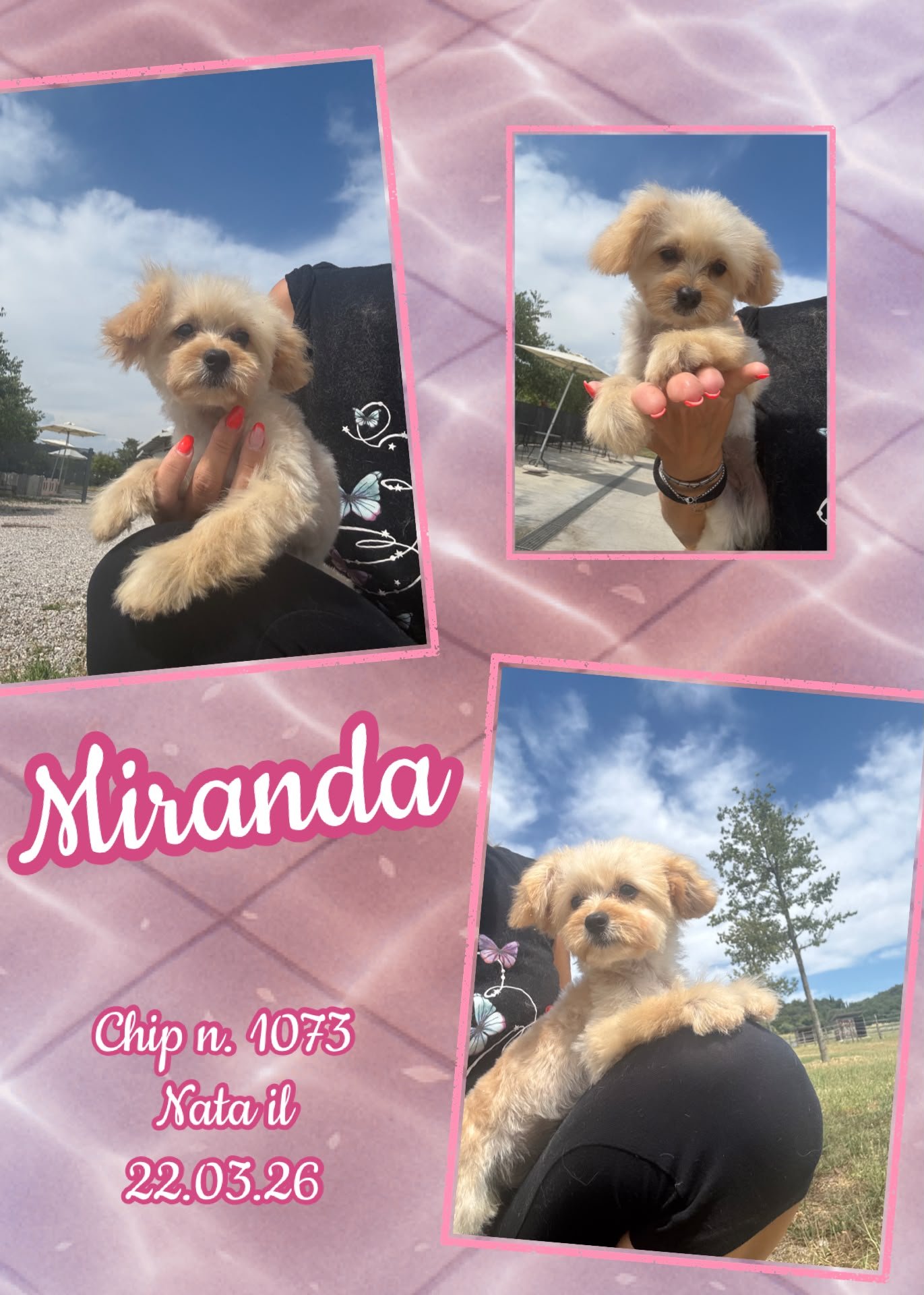 Miranda, cucciola di Maltipoo