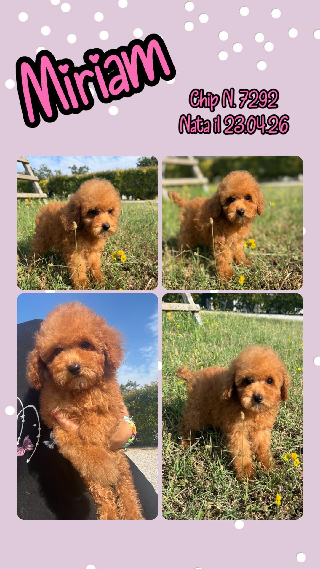 Miriam, cucciola Simil Barbone
