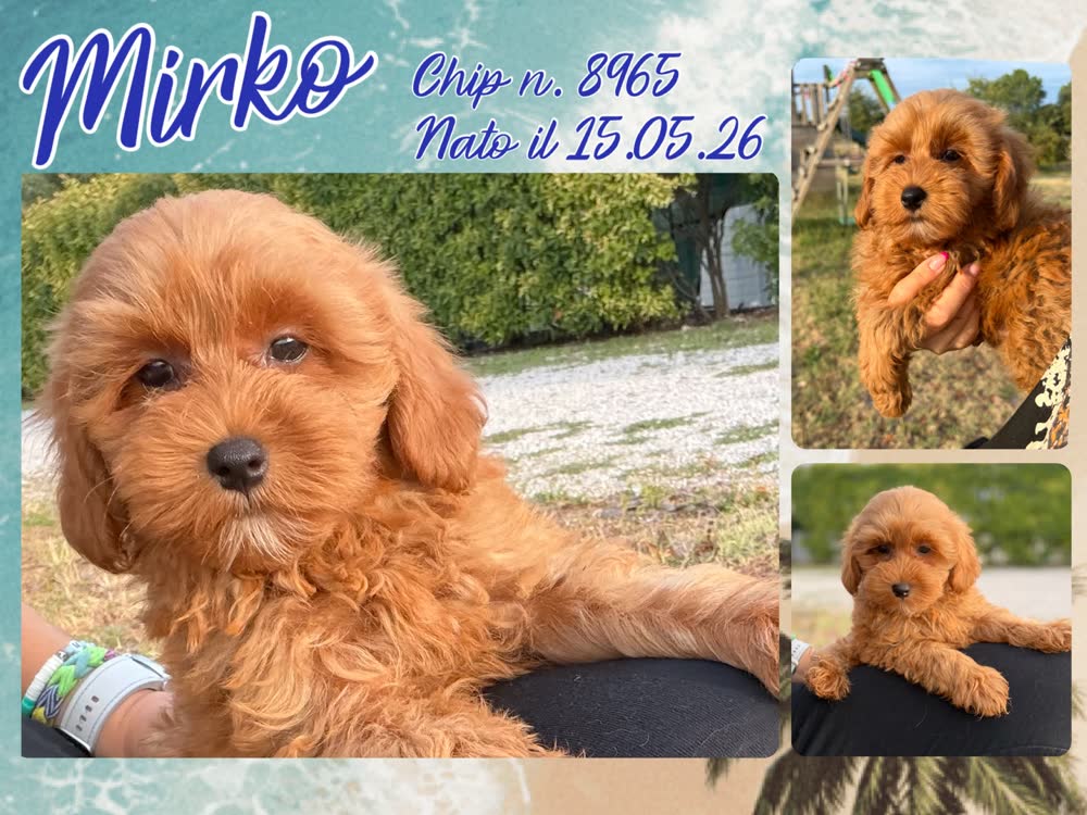 Mirko, cucciolo di Maltipoo
