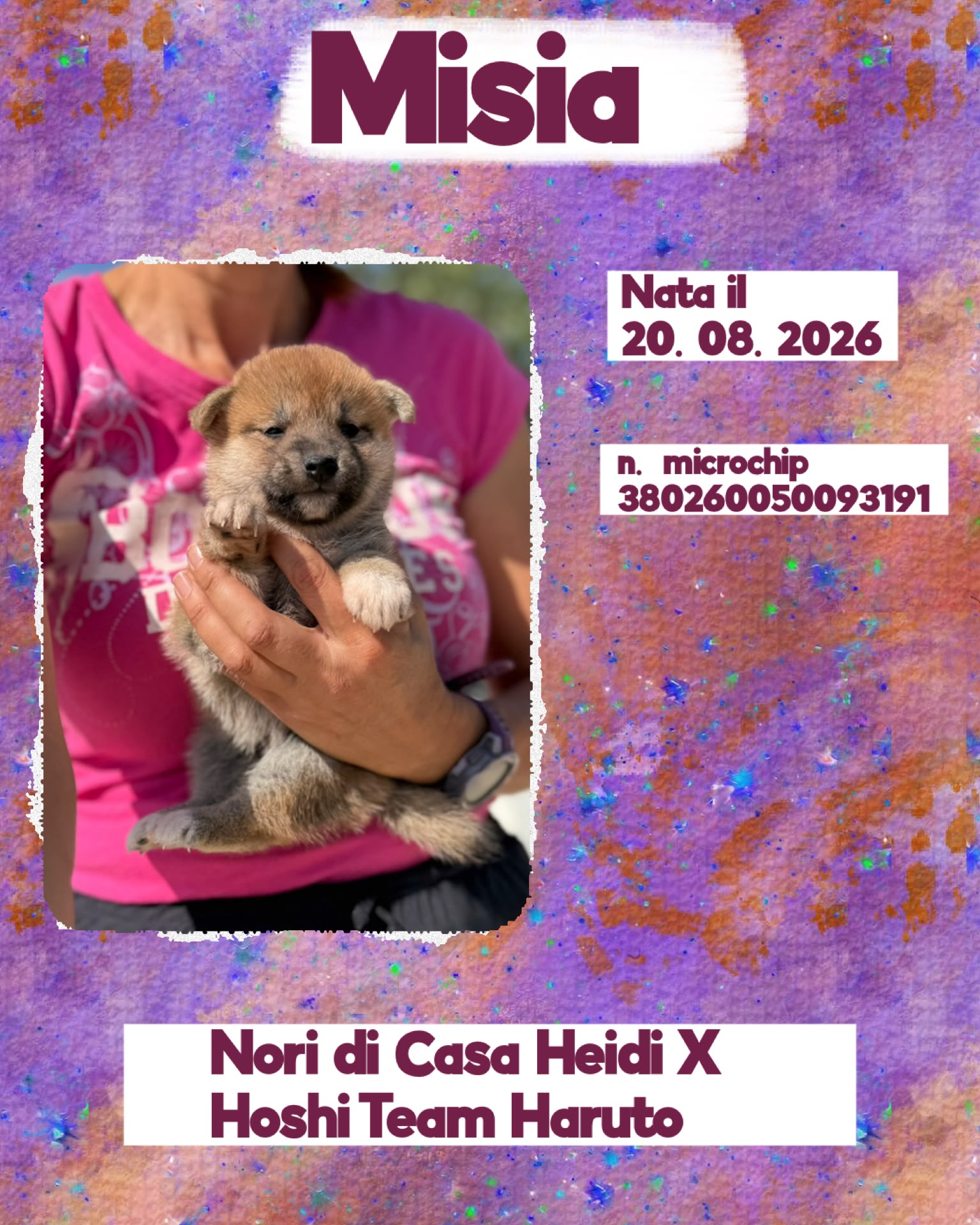 Misia, cucciola di Shiba Inu