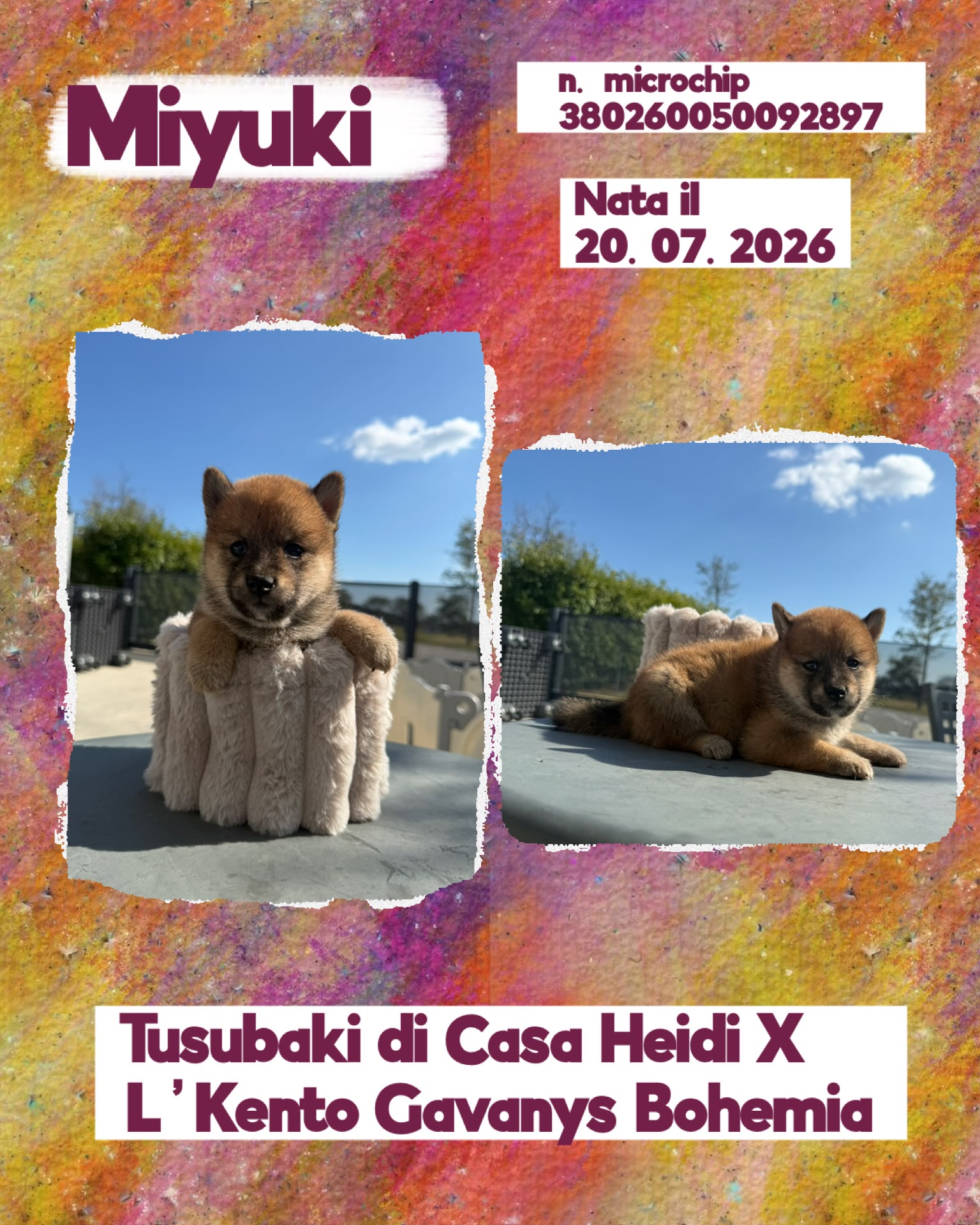 Miyuki, cucciola di Shiba Inu