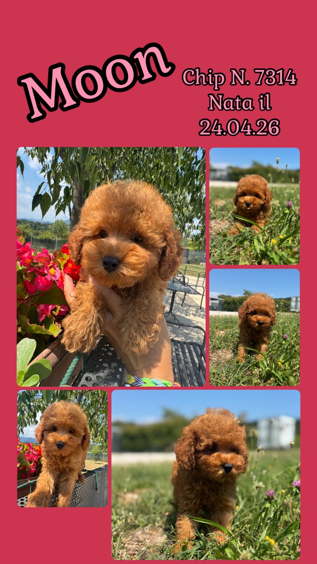 Moon, cucciola di Barbone Toy