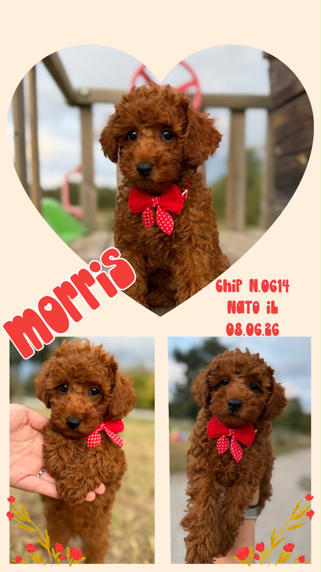 Morris, cucciolo Simil Barbone