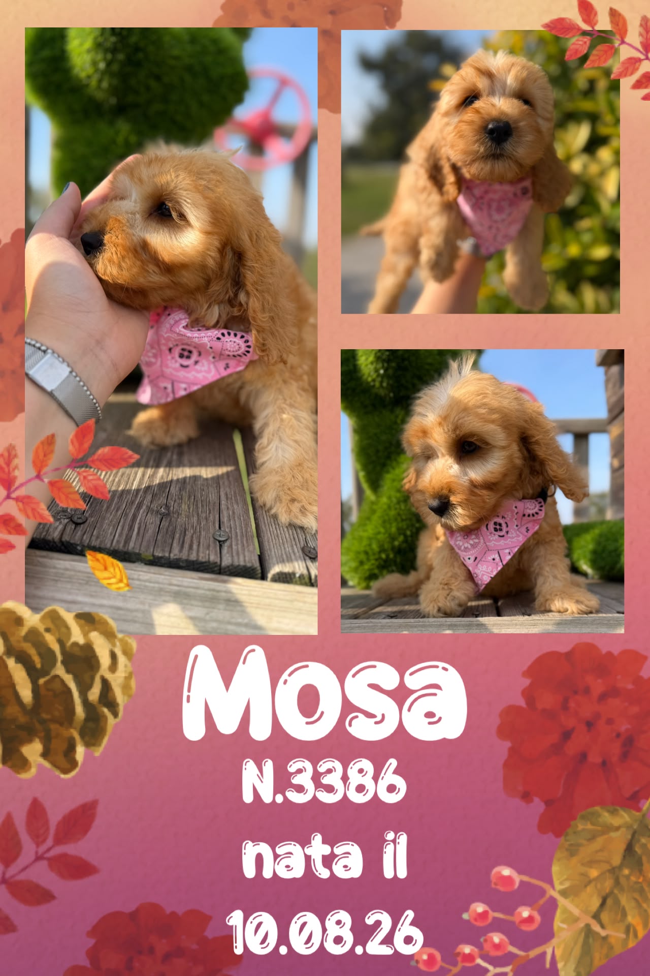 Mosa, cucciola di Cockapoo