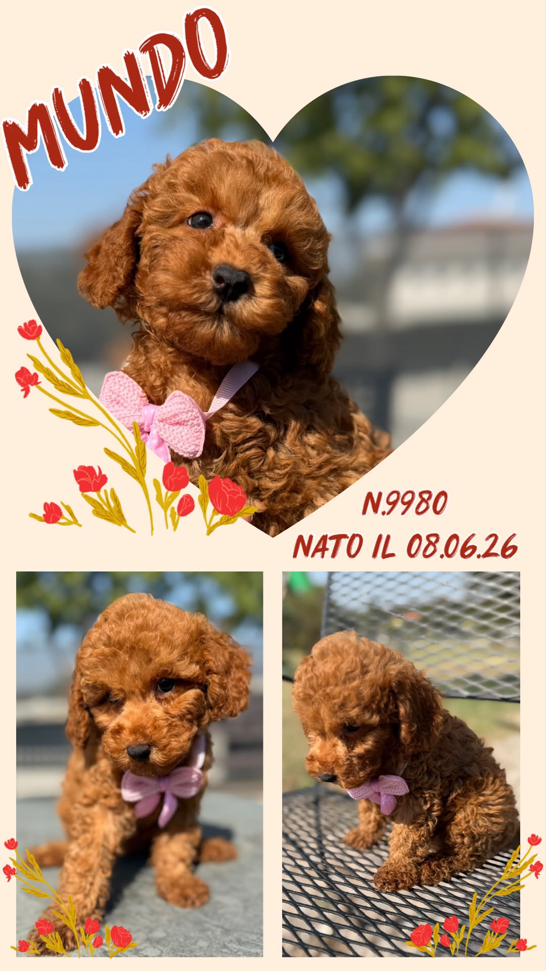 Mundo, cucciolo Simil Barbone