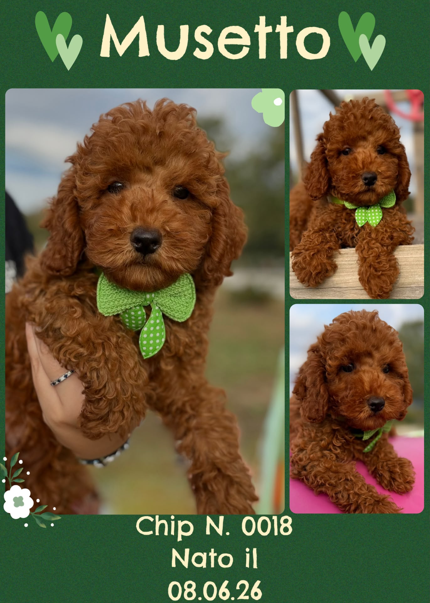 Musetto, cucciolo Simil Barbone