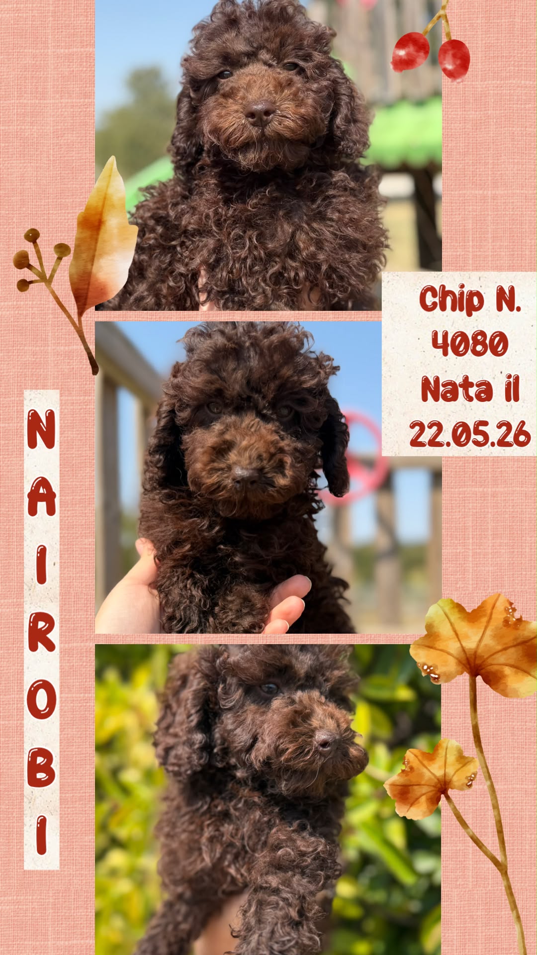 Nairobi, cucciola Simil Barbone
