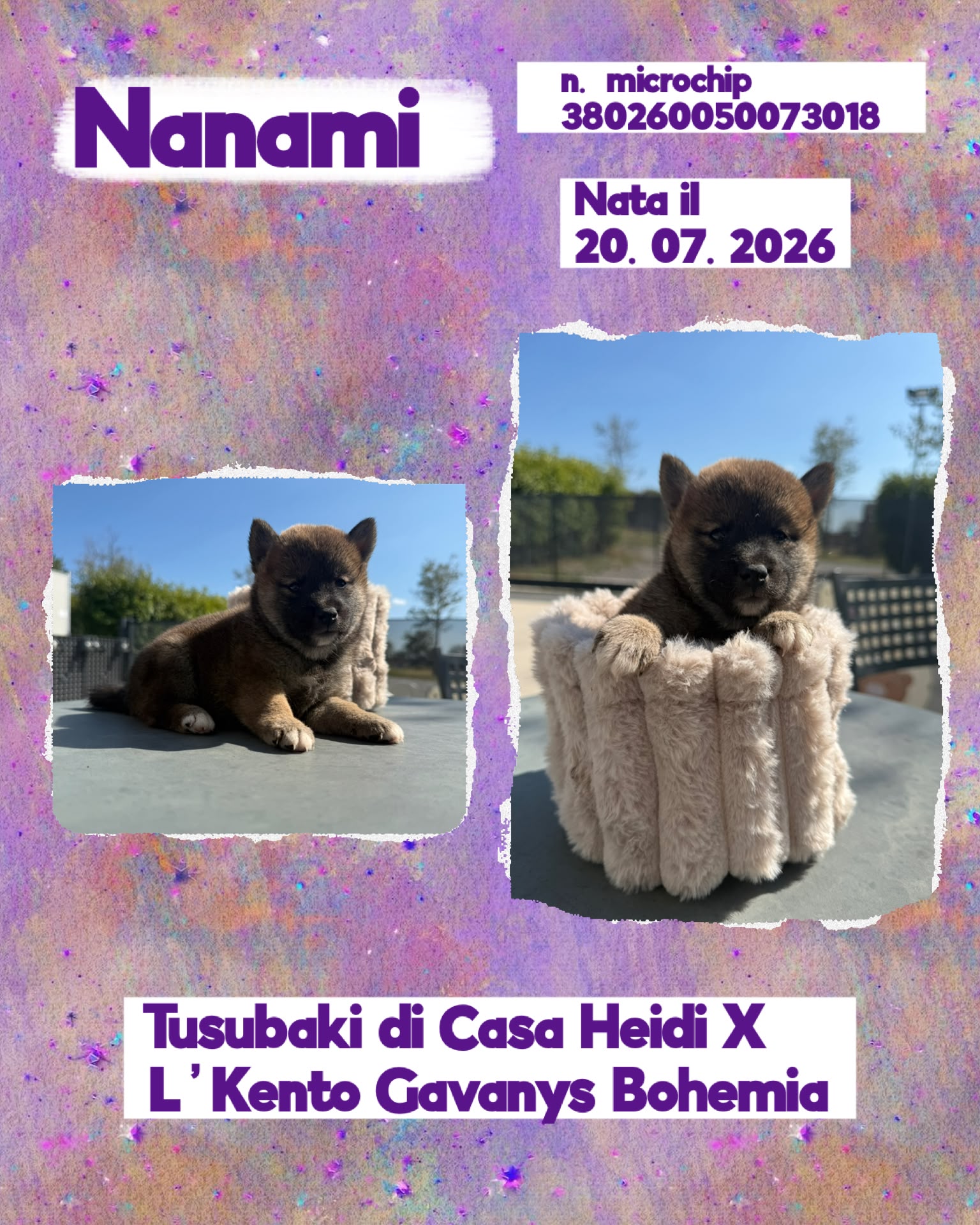 Nanami, cucciola di Shiba Inu
