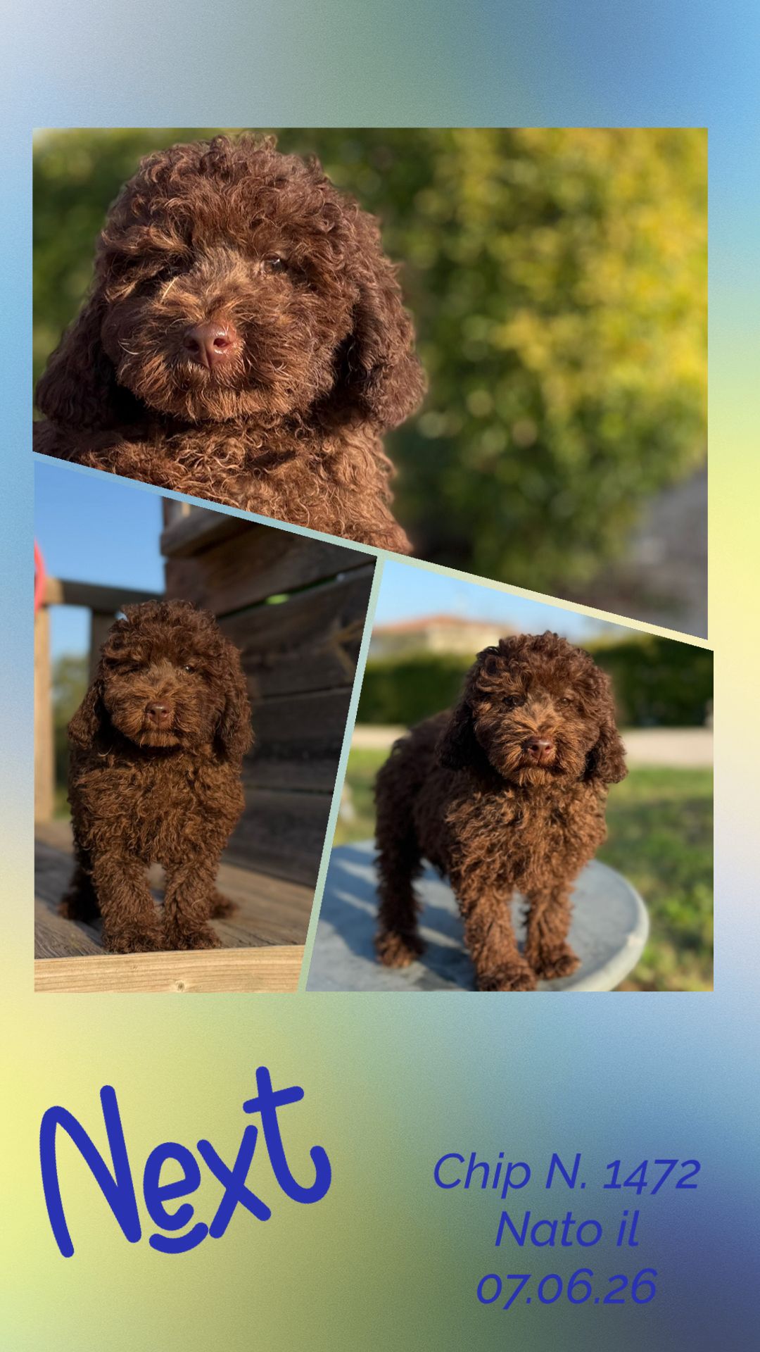 Next, cucciolo Simil Barbone