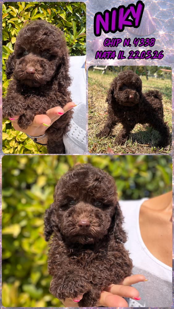 Niki, cucciola Simil Barbone