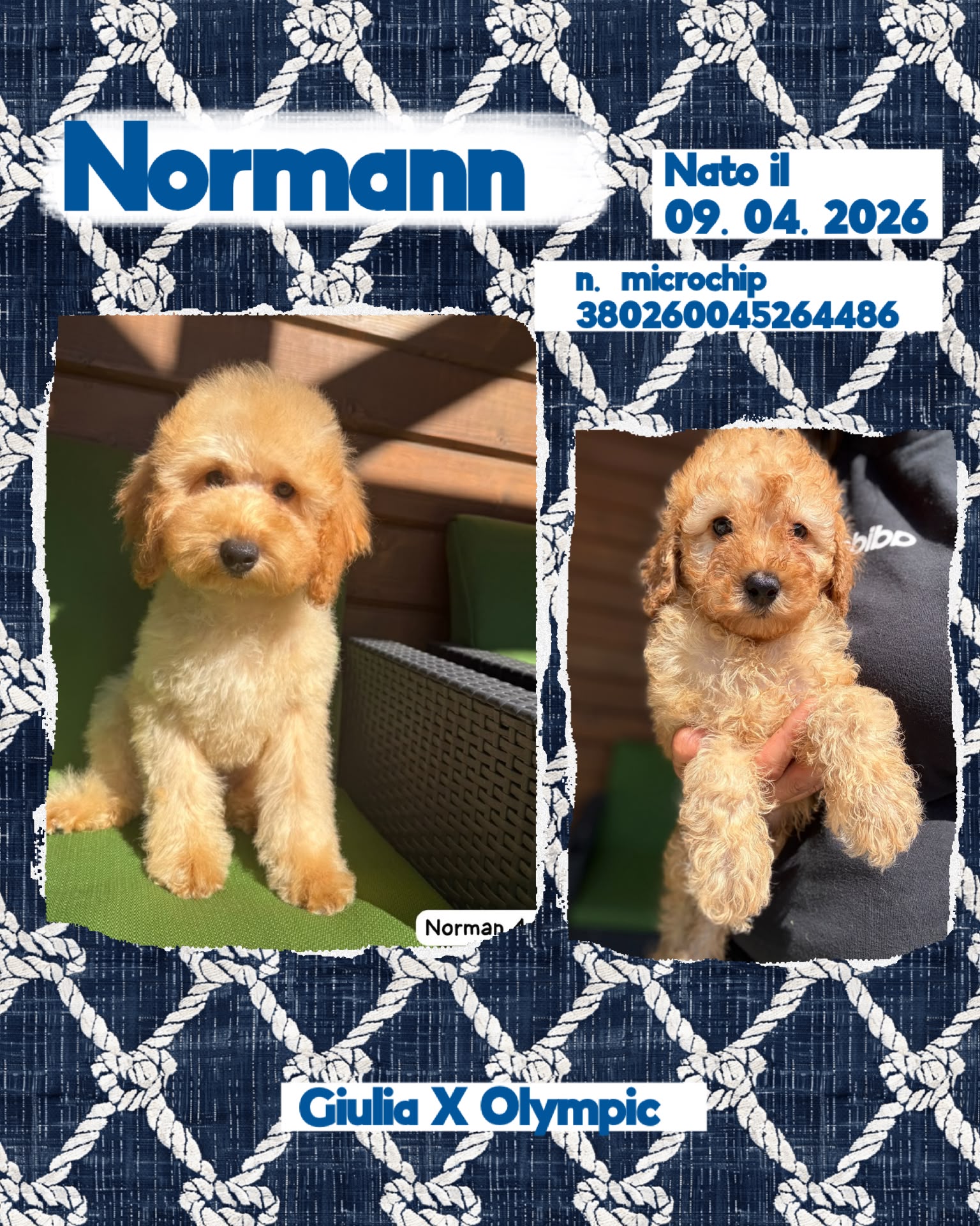 Normann, cucciolo Simil Barbone