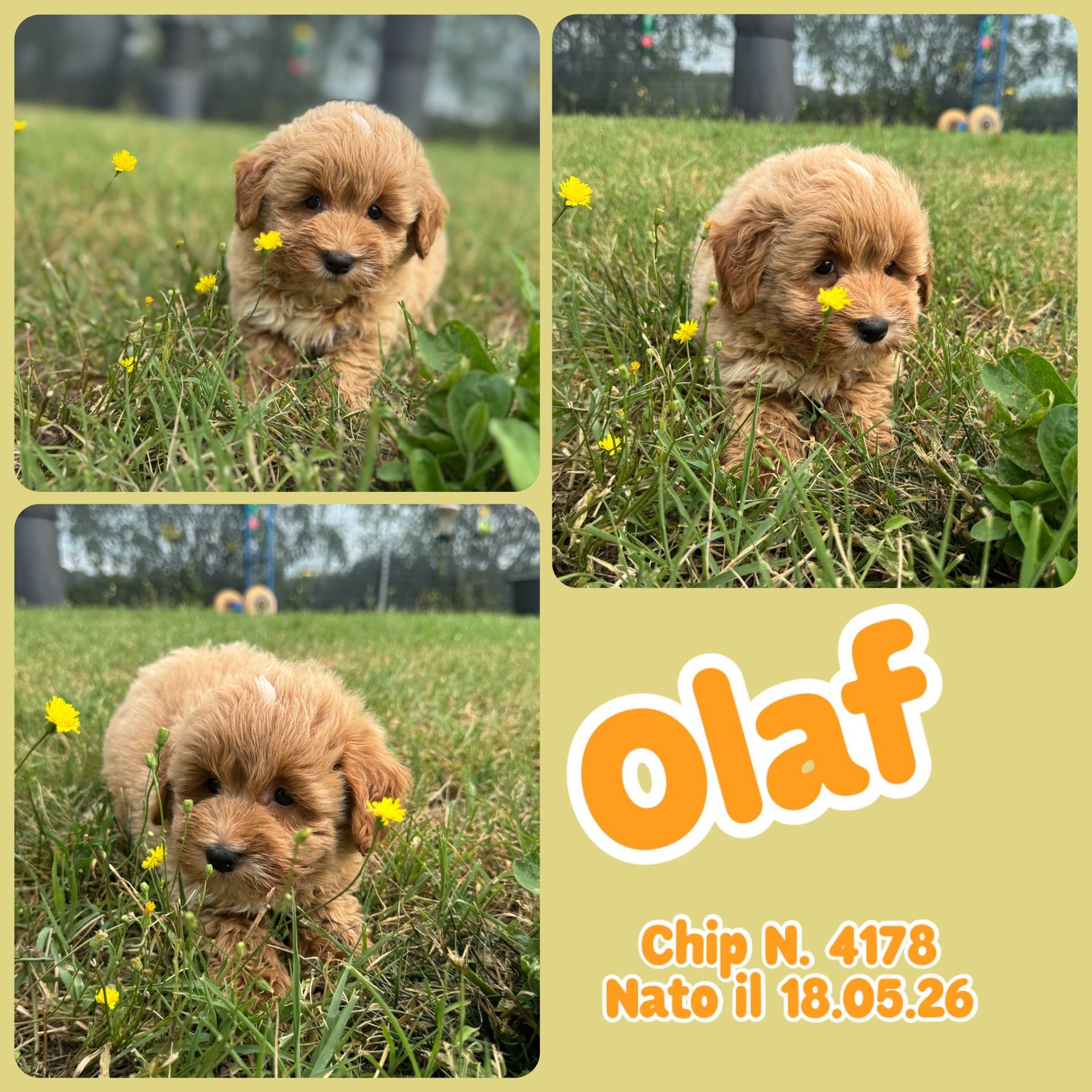 Olaf, cucciolo di Maltipoo