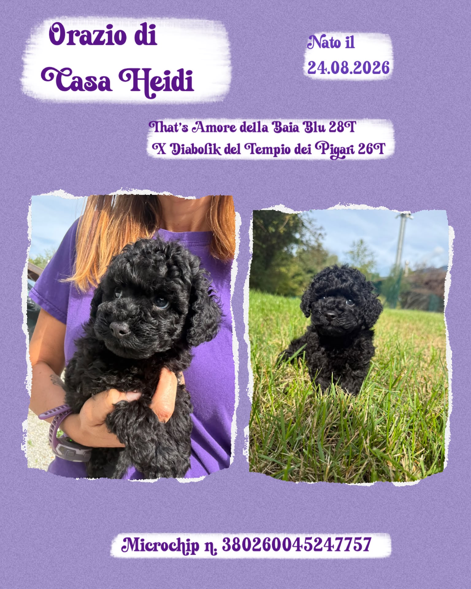 Orazio di Casa Heidi, cucciolo di Barbone Nano
