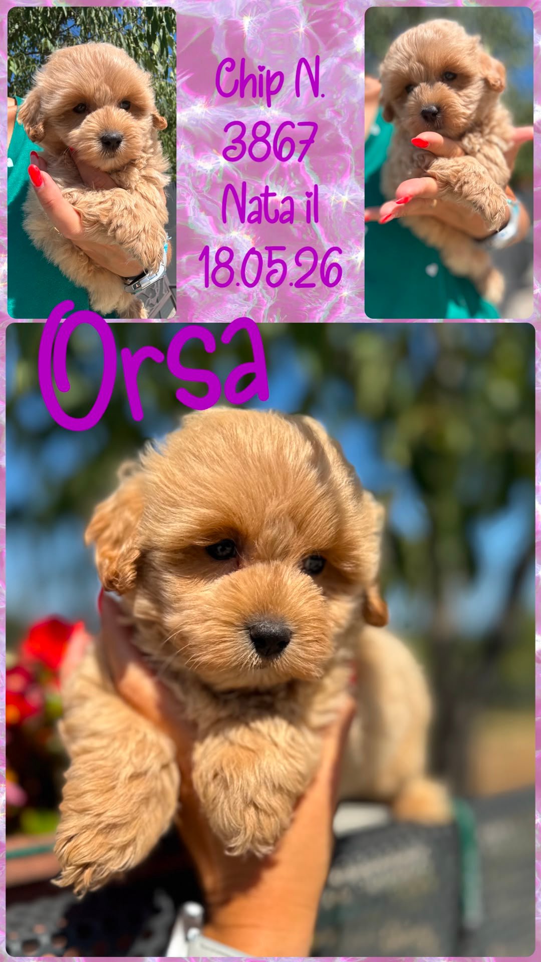 Orsa, cucciola di Maltipoo