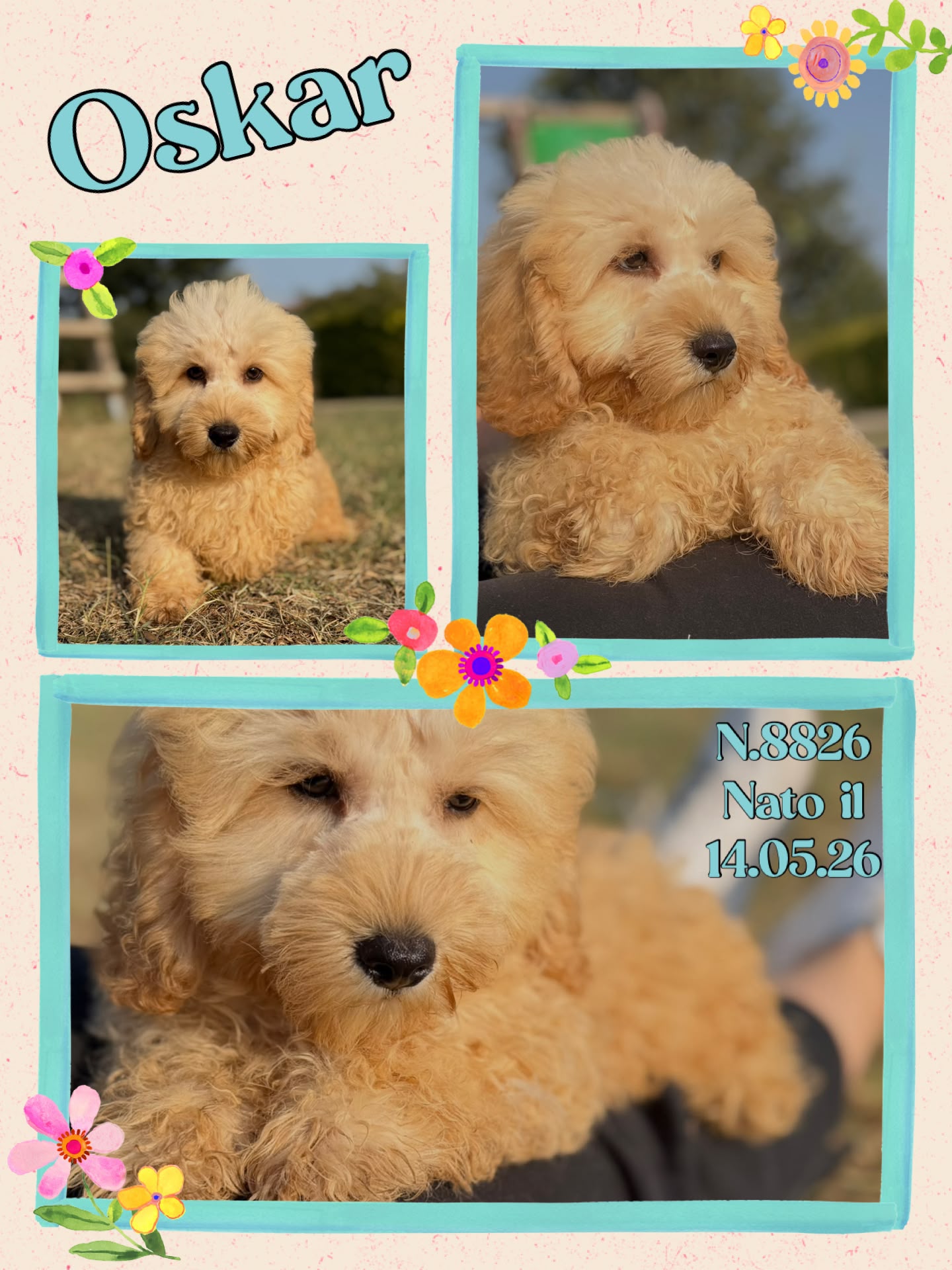 Oscar, cucciolo di Maltipoo