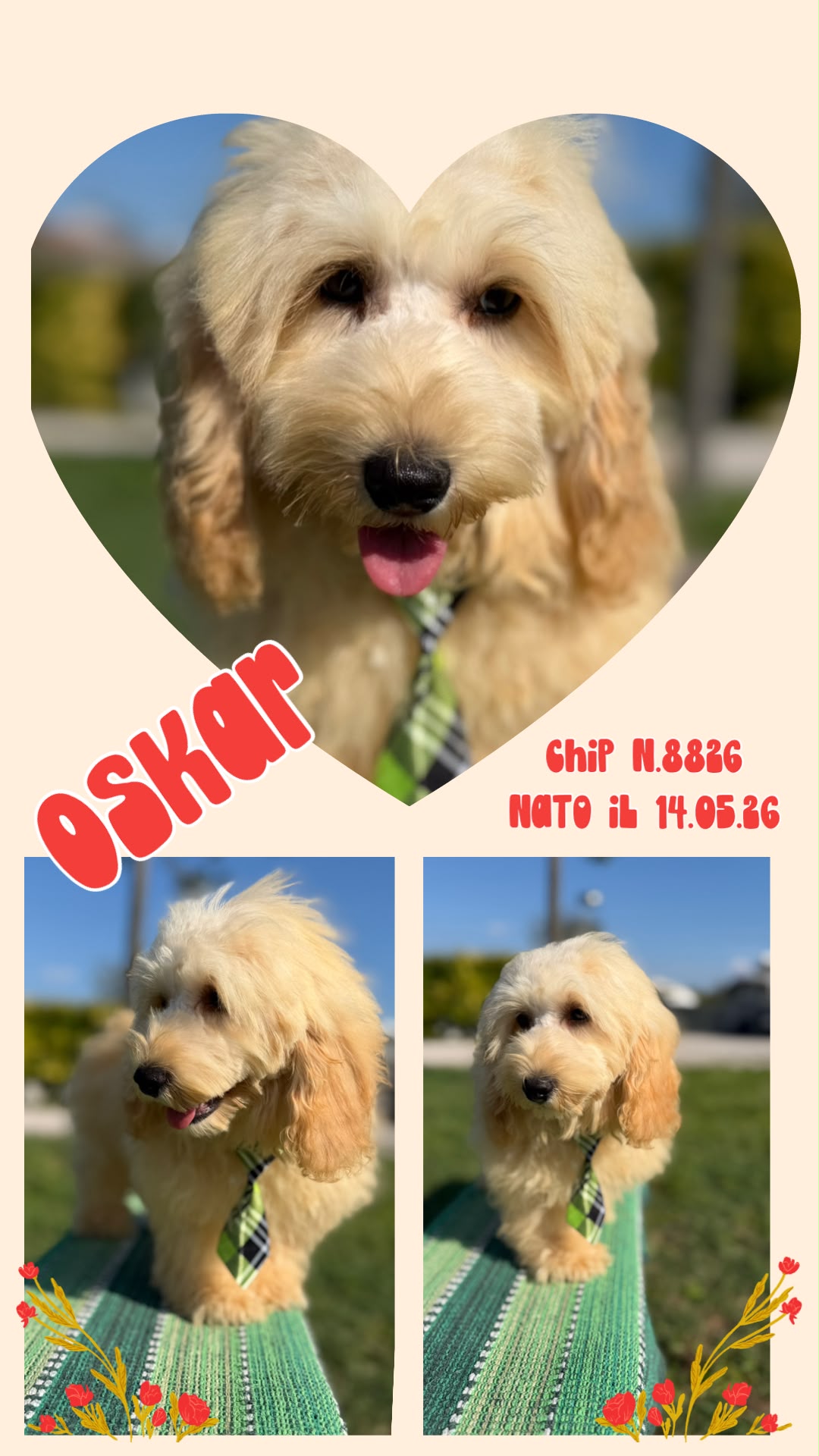 Oskar, cucciolo di Maltipoo