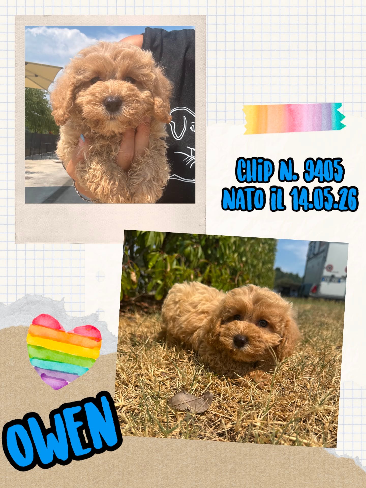 Owen, cucciolo di Maltipoo