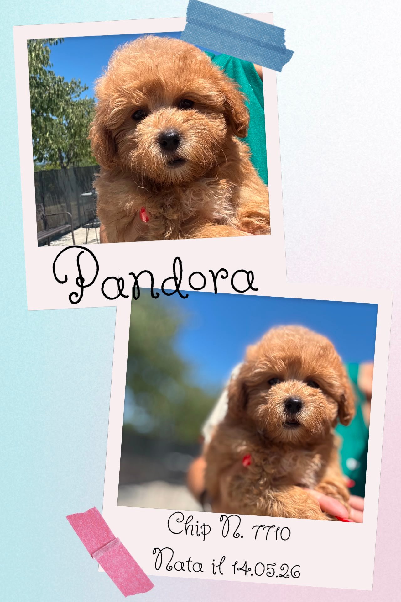 Pandora, cucciola di Maltipoo