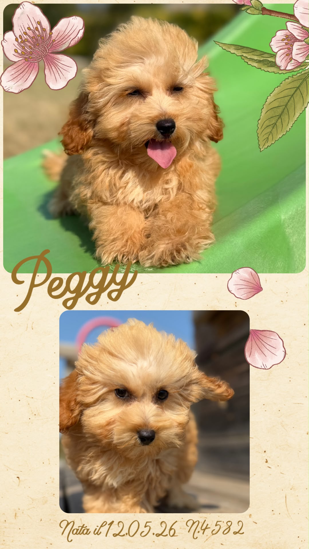 Peggy, cucciola di Maltipoo