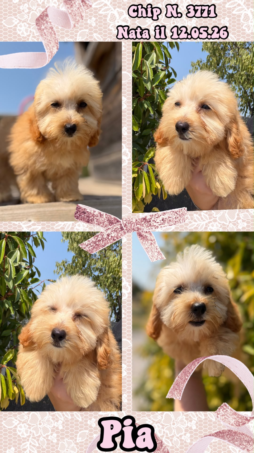 Pia, cucciola di Maltipoo