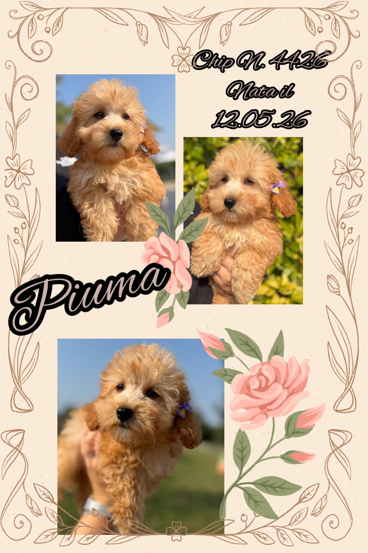 Piuma, cucciola di Maltipoo