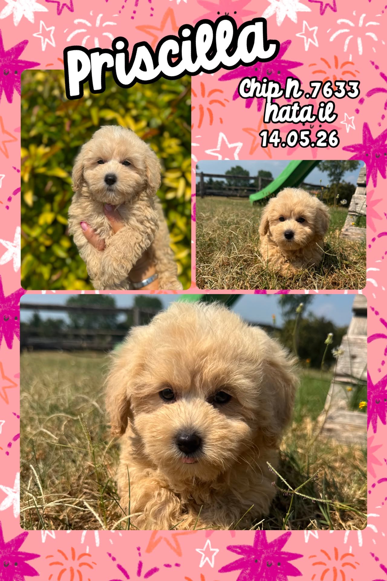 Priscilla, cucciola di Maltipoo