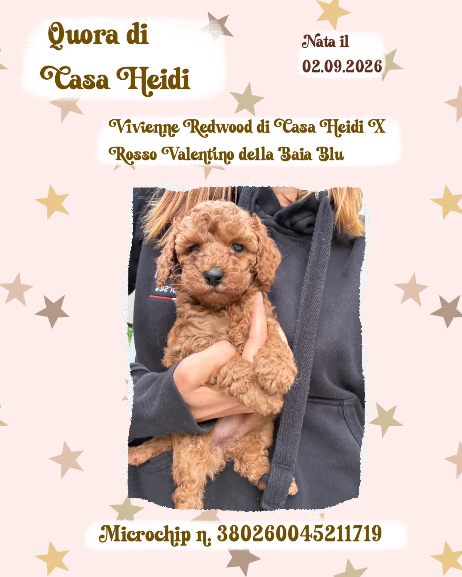 Quora di Casa Heidi, cucciola di Barbone Nano