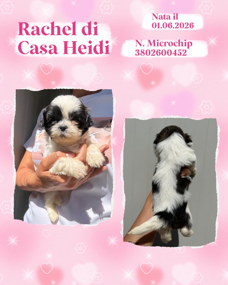 Rachel di Casa Heidi, cucciola di Shih Tzu