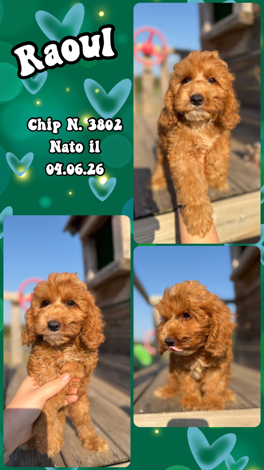 Raoul, cucciolo di Cockapoo