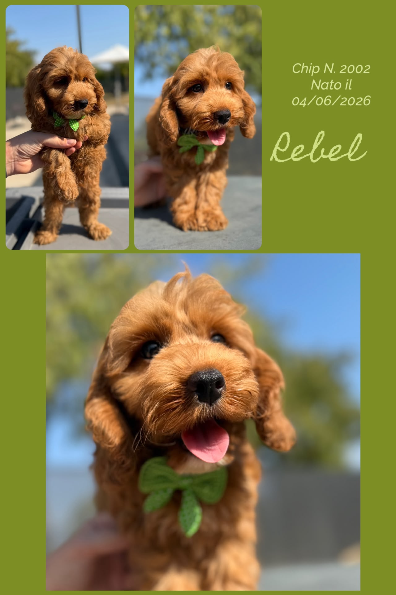 Rebel, cucciolo di Cockapoo