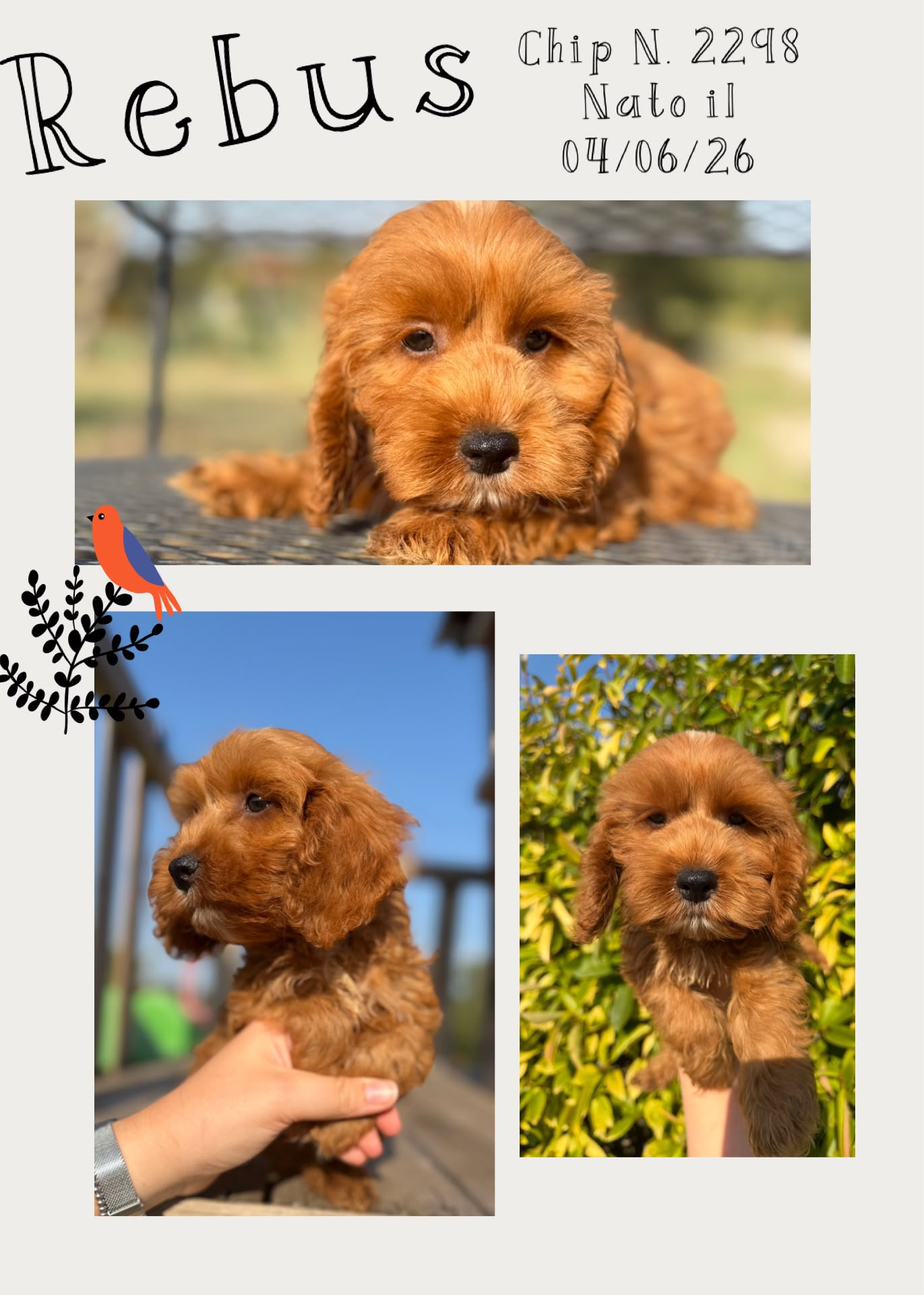 Rebus, cucciolo di Cockapoo