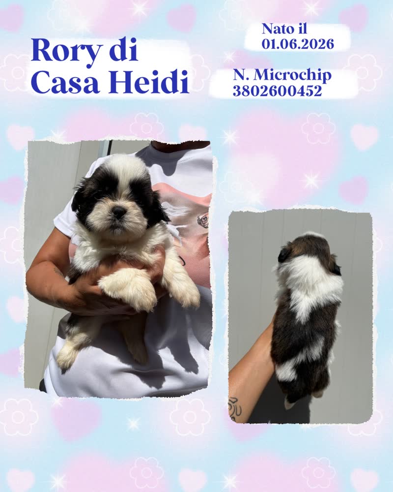 Rory di Casa Heidi, cucciolo di Shih Tzu