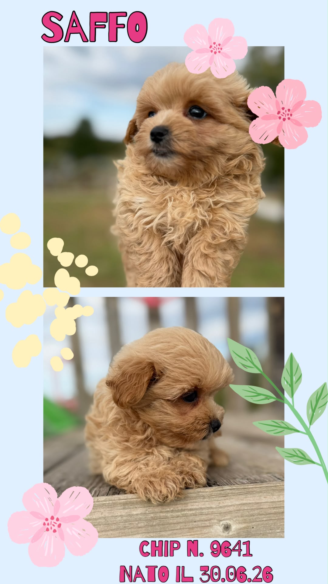 Saffo, cucciolo di Maltipoo