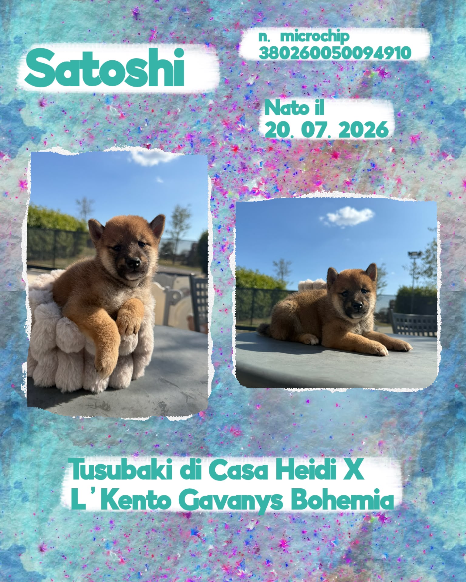 Satoshi, cucciolo di Shiba Inu