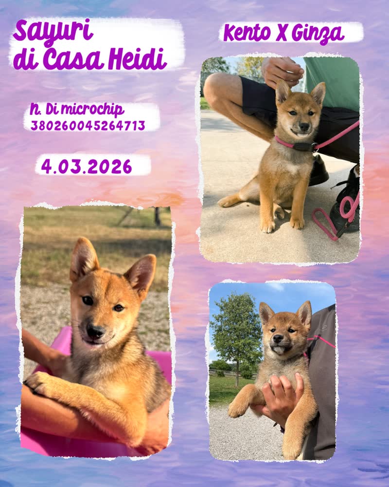 Sayuri di Casa Heidi, cucciola di Shiba Inu