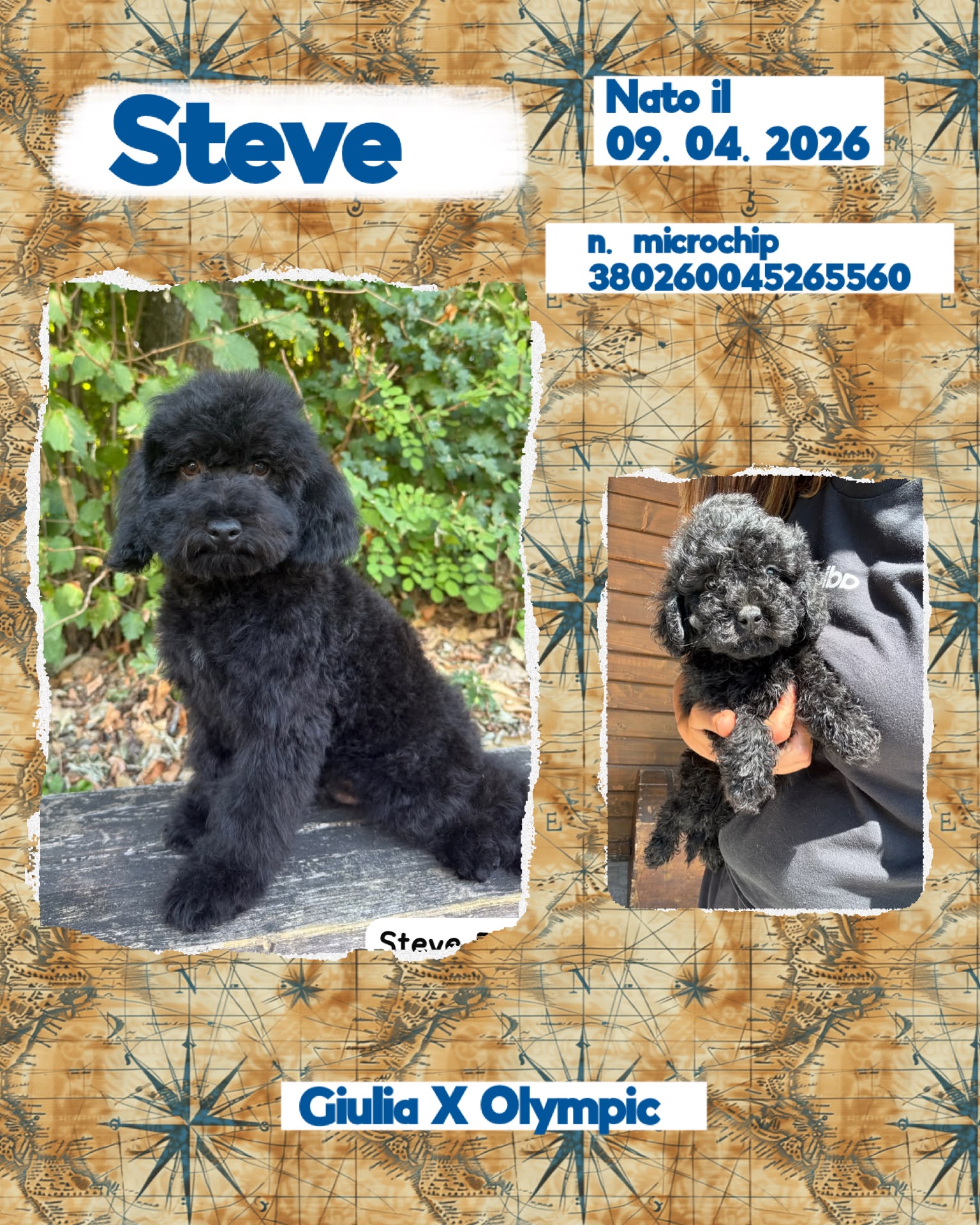 Steve, cucciolo Simil Barbone