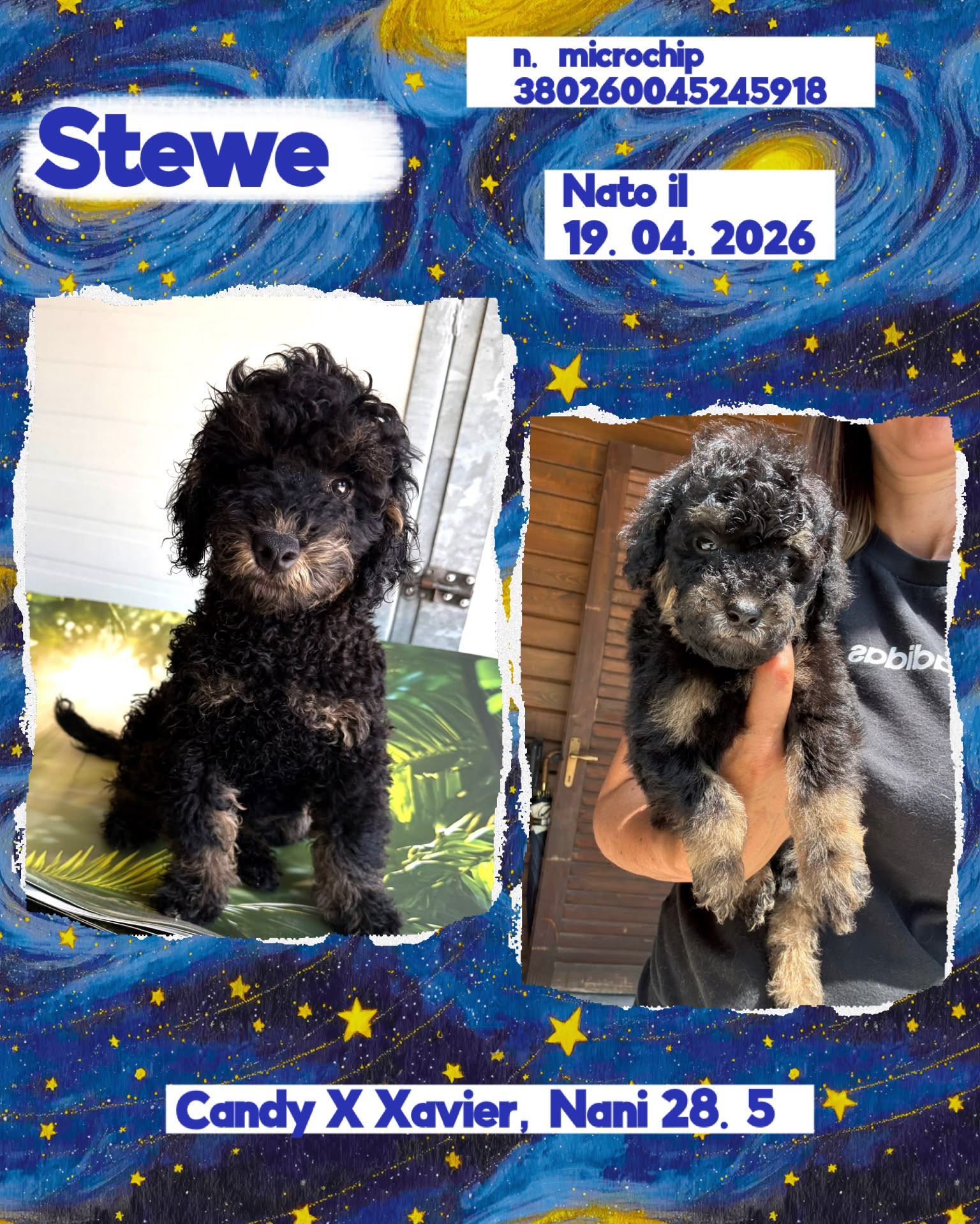 Stewe, cucciolo Simil Barbone