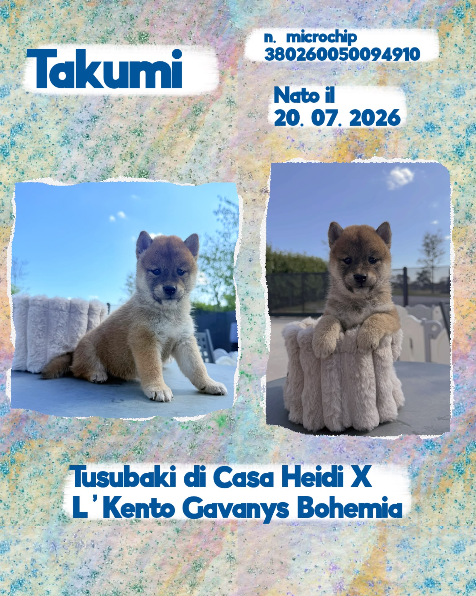 Takumi, cucciolo di Shiba Inu