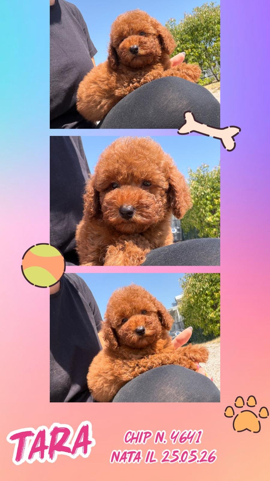Tara, cucciola di Barbone Nano