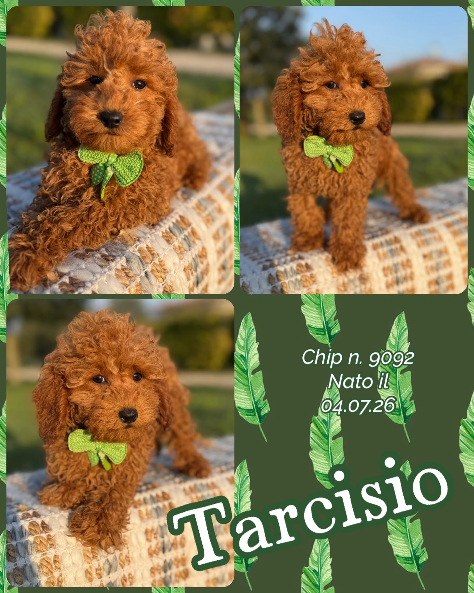 Tarcisio, cucciolo di Barbone Nano