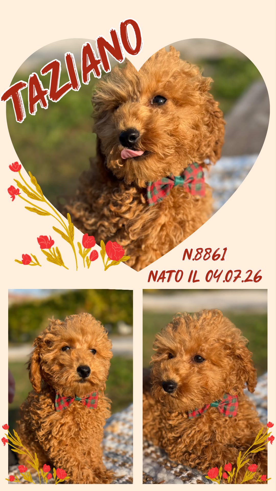 Taziano, cucciolo di Barbone Nano