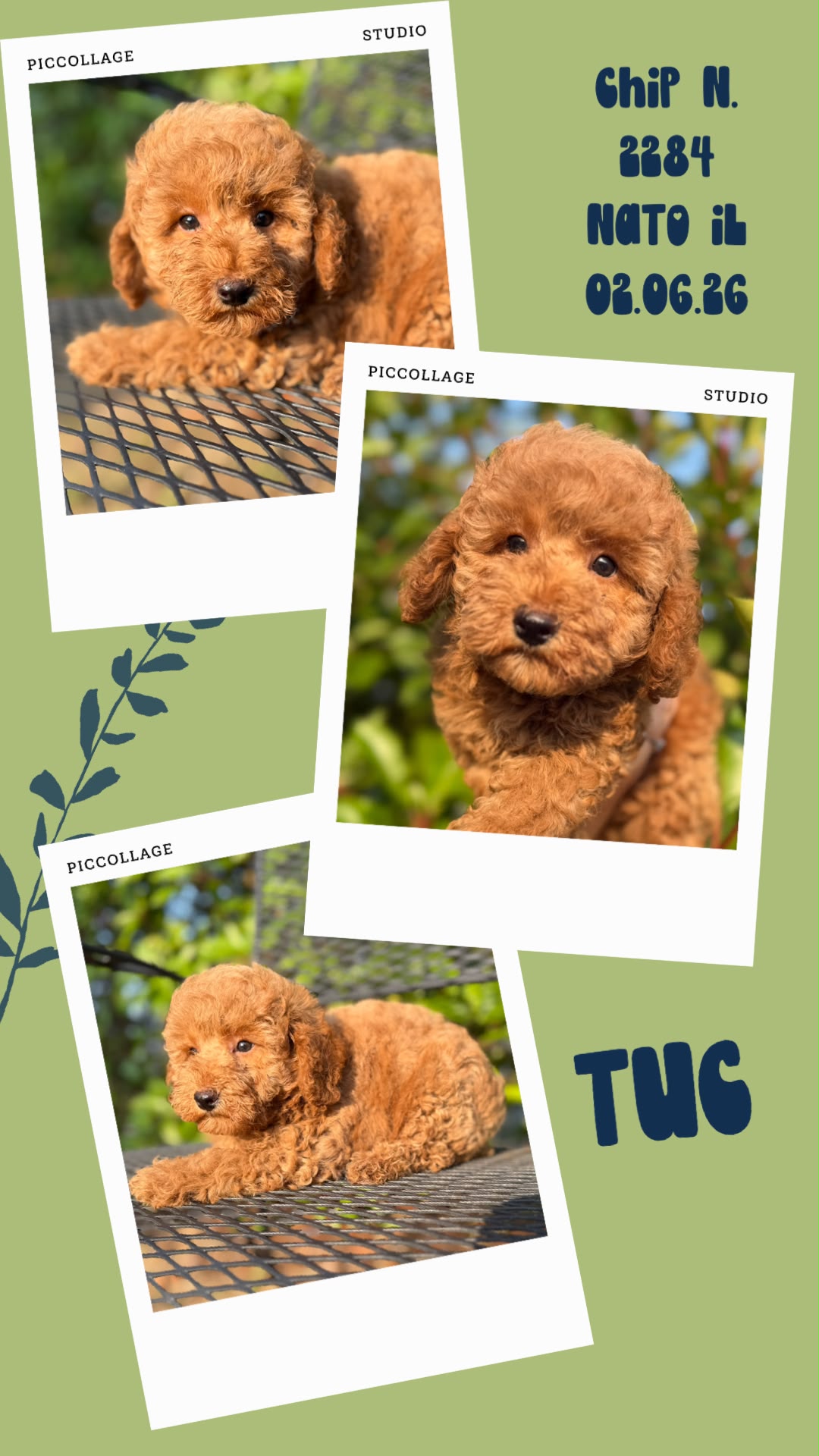Tuc, cucciolo Simil Barbone