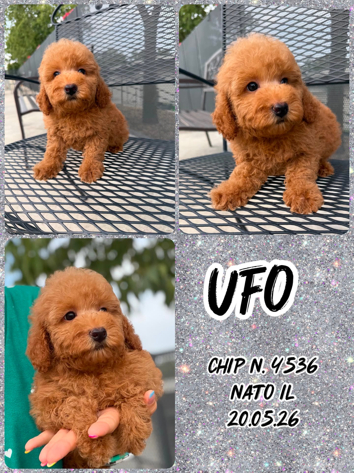 Ufo, cucciolo di Barbone Toy