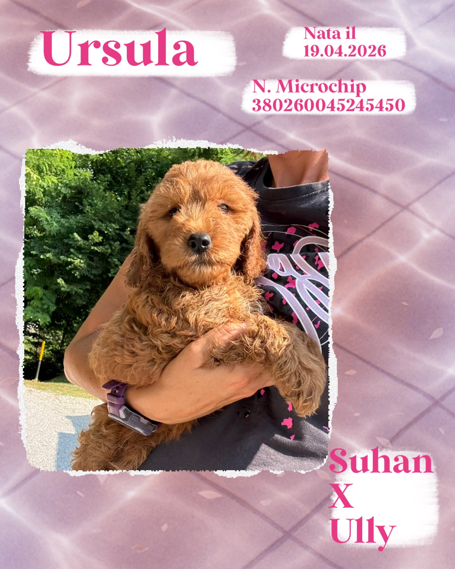Ursula, cucciola di Cockapoo