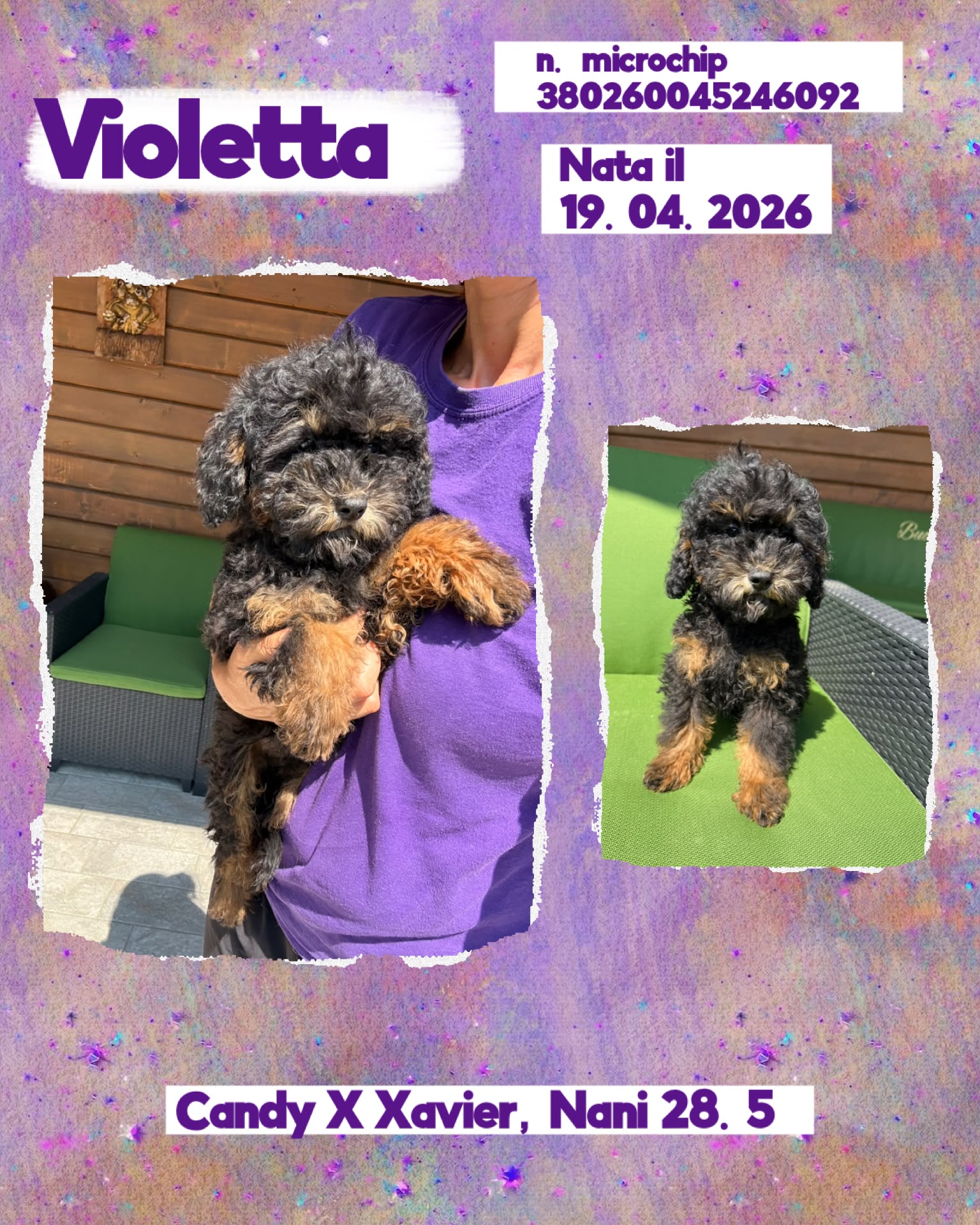 Violetta, cucciola Simil Barbone