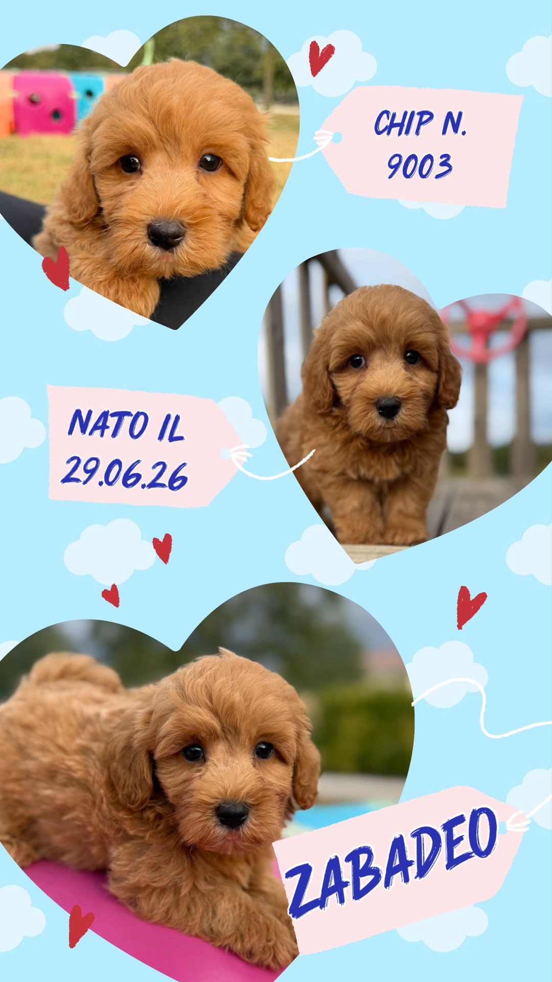 Zabedeo, cucciolo di Maltipoo