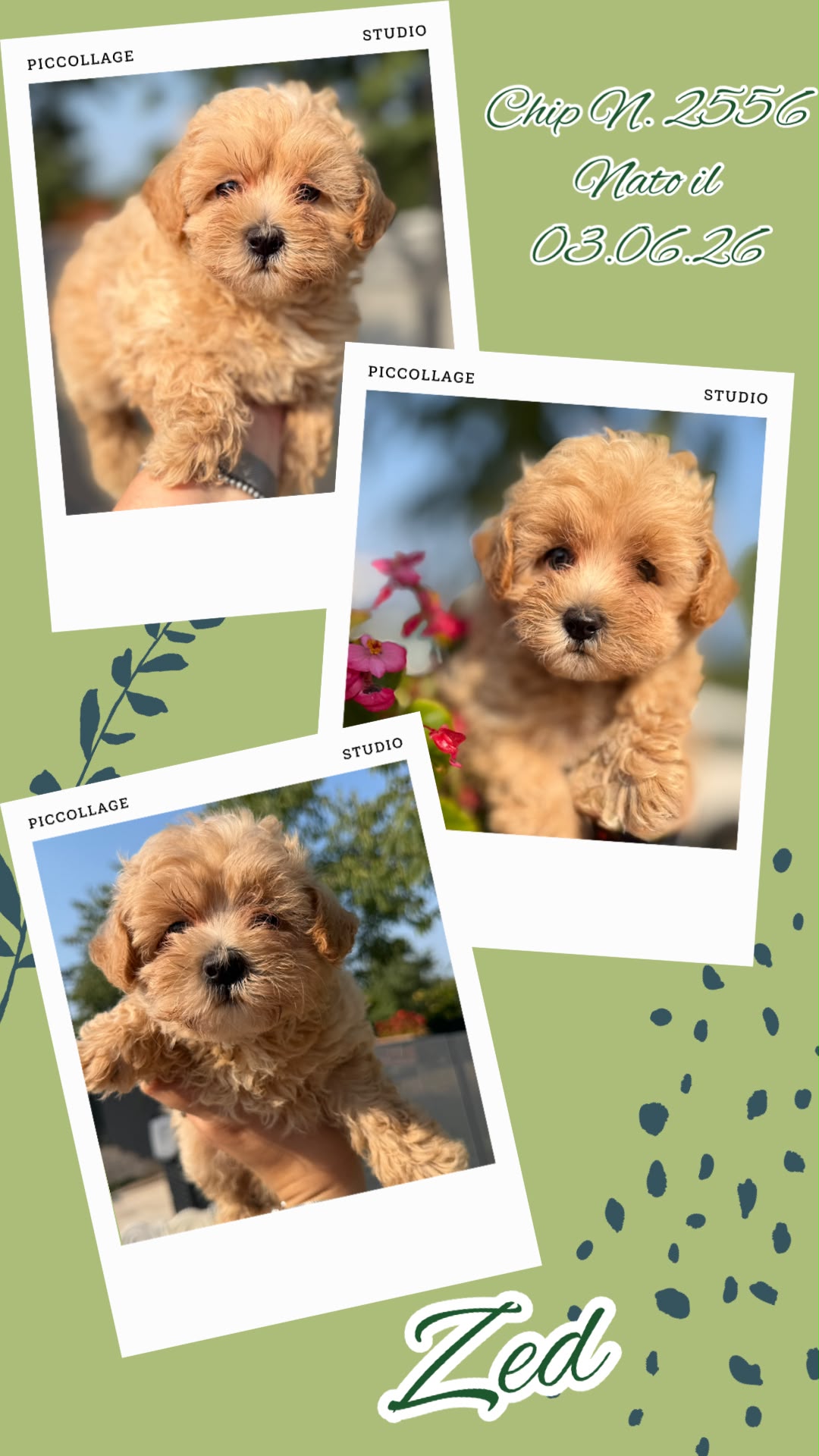 Zed, cucciolo di Maltipoo