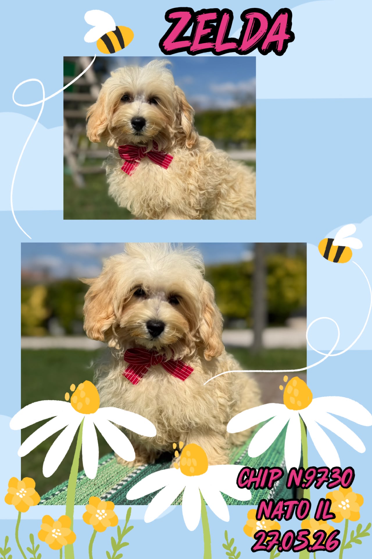 Zelda, cucciolo di Maltipoo
