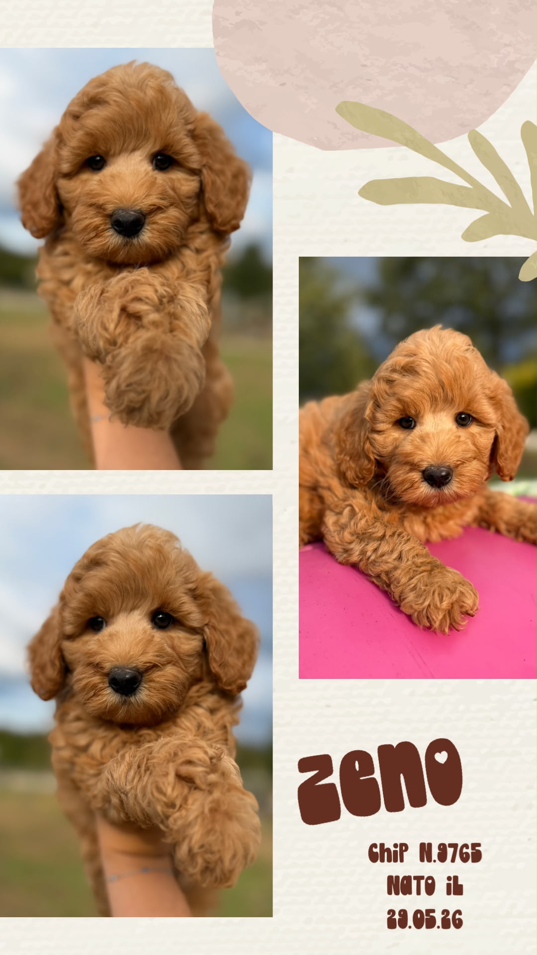 Zeno, cucciolo di Maltipoo