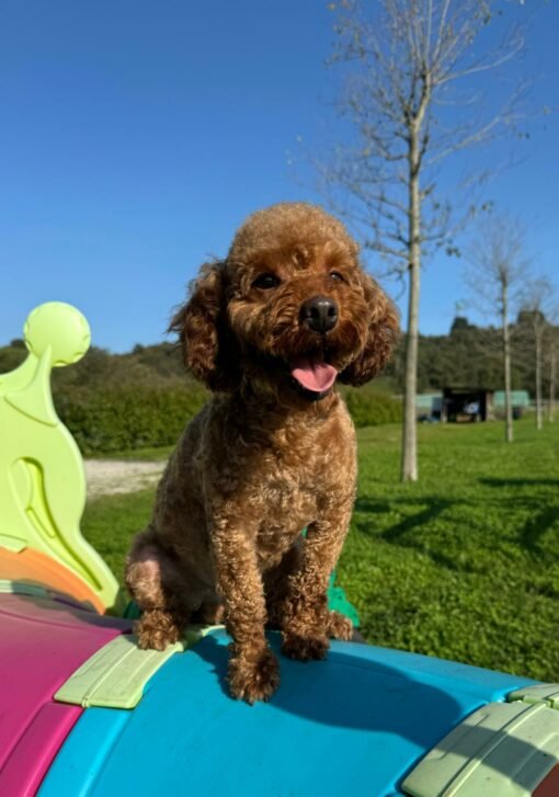 Cucciolo di Barboncino nano dell'Allevamento Valtenesi